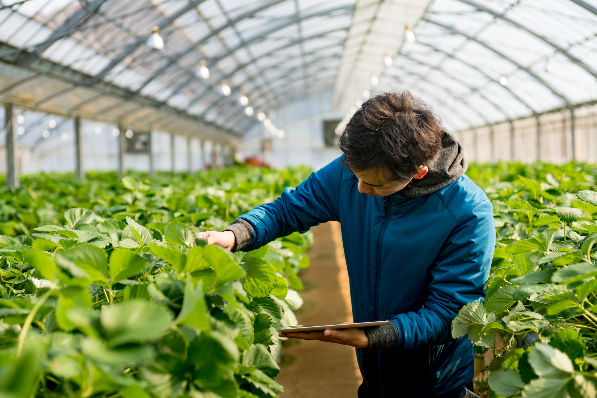 Student examining leafy green crops inside a bright greenhouse while holding a tablet, conducting hands-on agricultural study.
