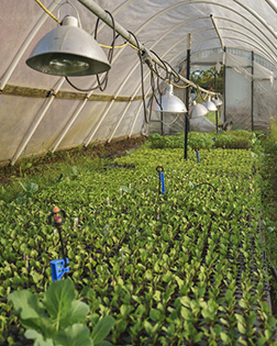 inside a greenhouse