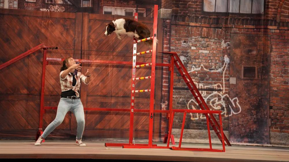 dog begins leap from large apparatus into his trainer