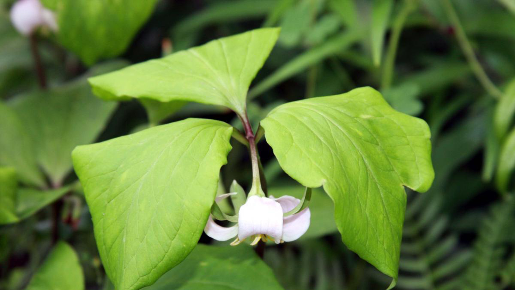 Trillium cernuum