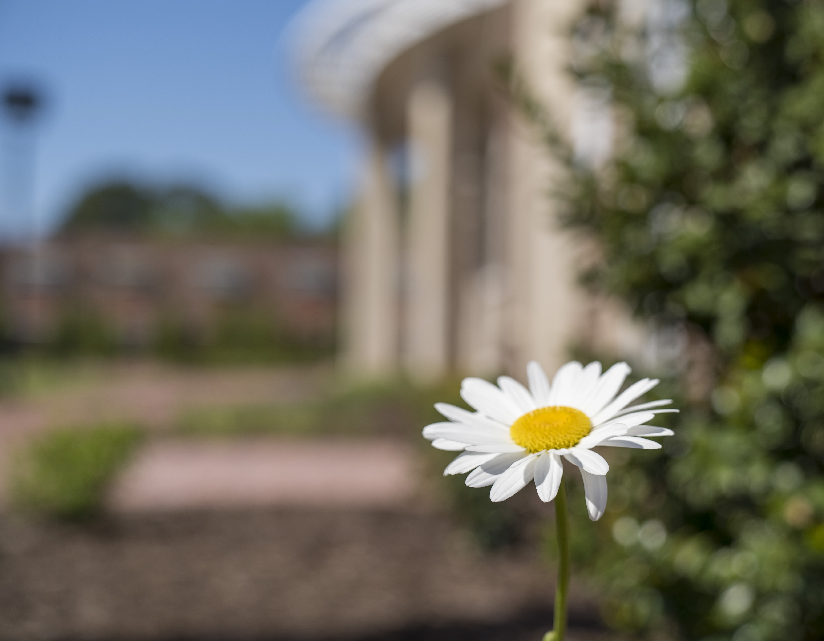 James A. Thomas Hall flower shot