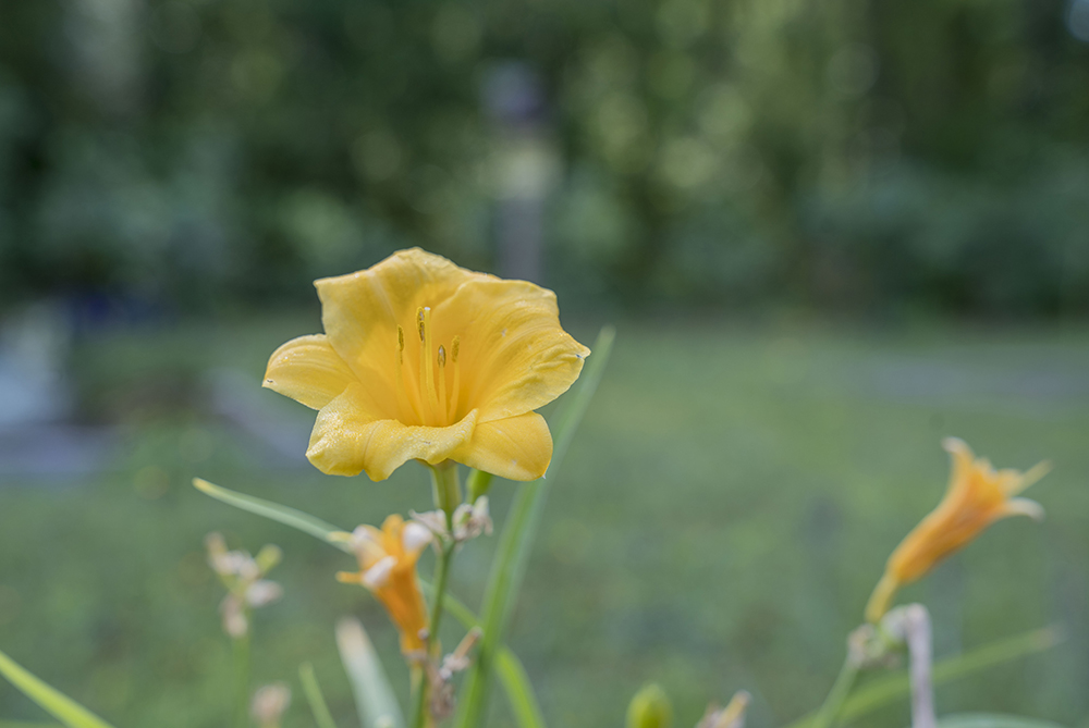 campus garden flower