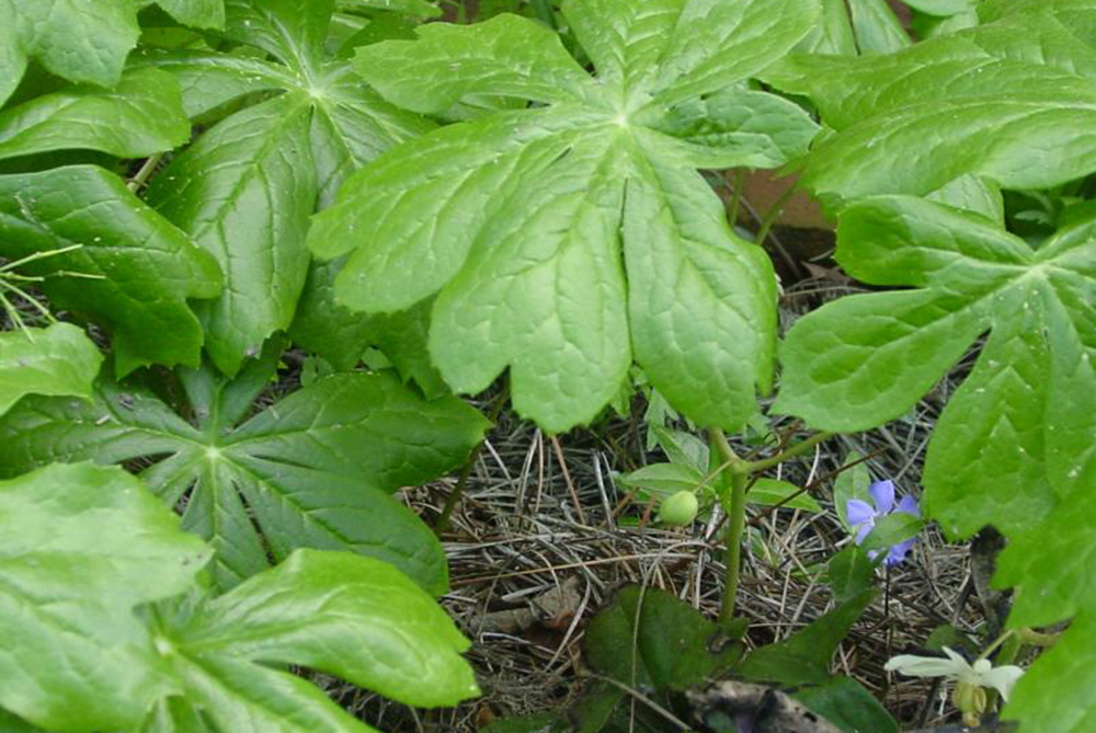Mayapple berry