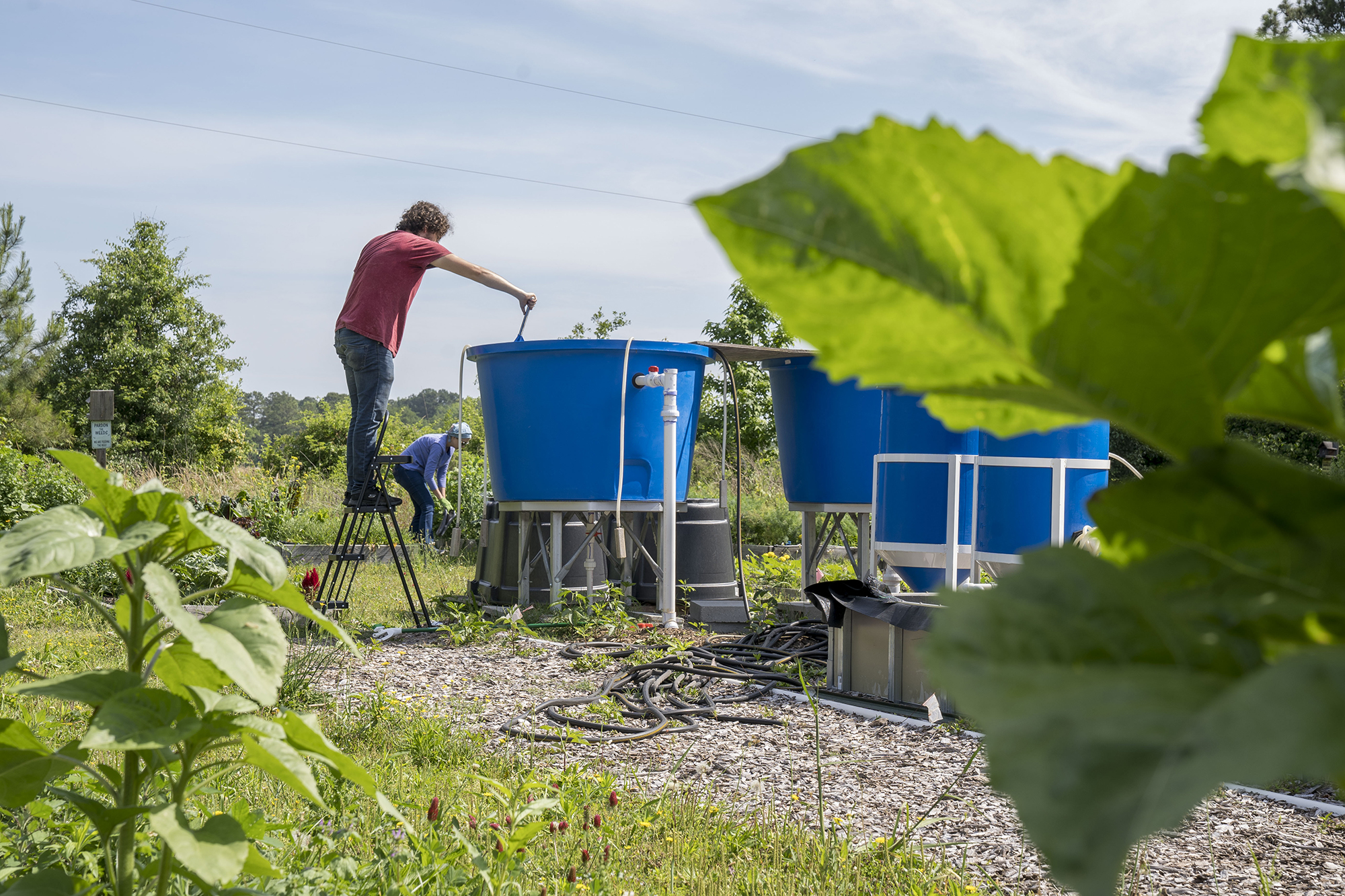 A UNCP agriculture student works with bins in the campus garden, representing experiential learning in crop production.