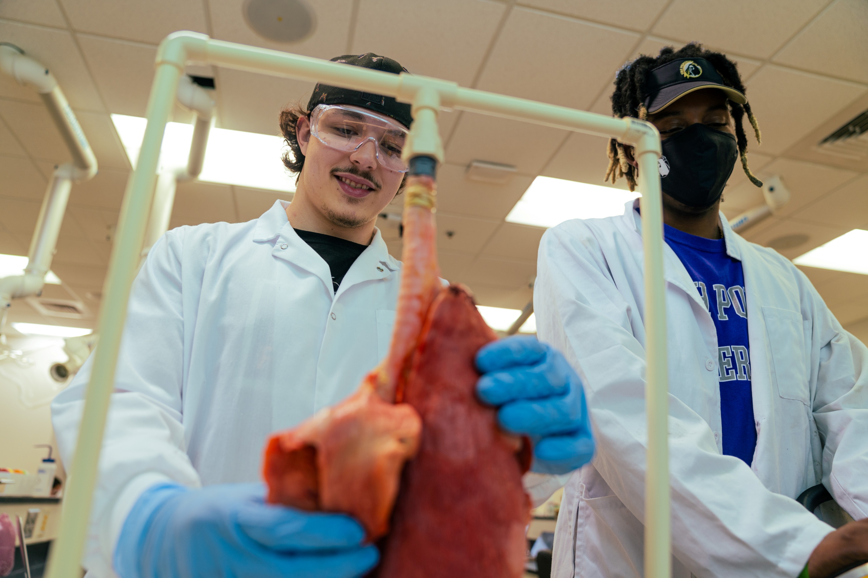 Biology students in a lab, wearing personal protective gear and handling a real lung suspended from an apparatus as a part of a lesson on the respiratory system..